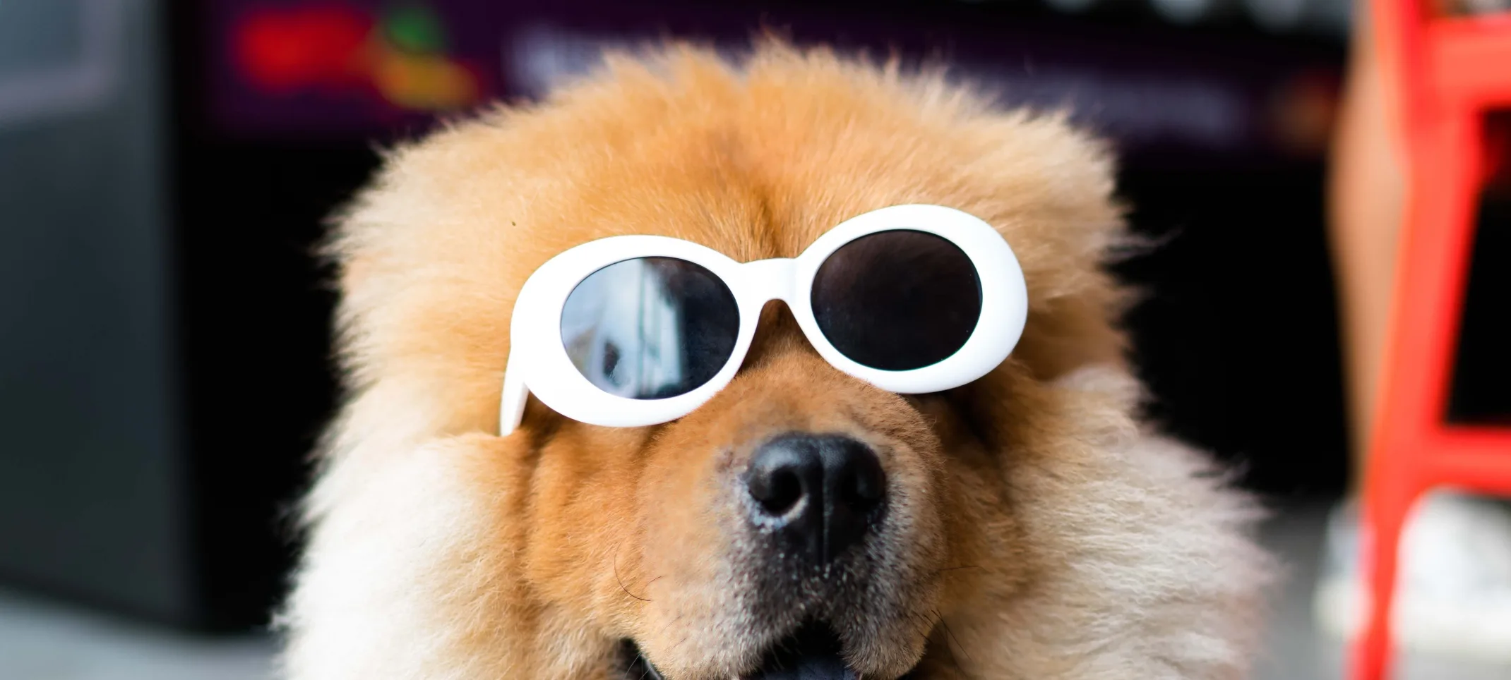 Dog with Sunglasses